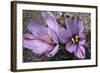 Saffron Crocus Source of Saffron-null-Framed Photographic Print