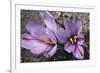 Saffron Crocus Source of Saffron-null-Framed Photographic Print