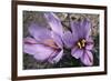 Saffron Crocus Source of Saffron-null-Framed Photographic Print