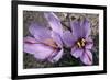 Saffron Crocus Source of Saffron-null-Framed Photographic Print