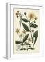 Saffron Garden I-Weinmann-Framed Art Print