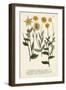 Saffron Garden III-Weinmann-Framed Art Print