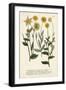 Saffron Garden III-Weinmann-Framed Art Print