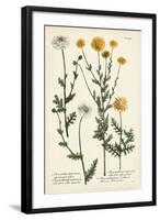 Saffron Garden IV-Weinmann-Framed Art Print
