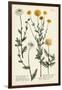 Saffron Garden IV-Weinmann-Framed Art Print