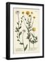 Saffron Garden IV-Weinmann-Framed Art Print