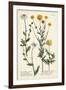 Saffron Garden IV-Weinmann-Framed Art Print