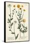 Saffron Garden IV-Weinmann-Framed Stretched Canvas