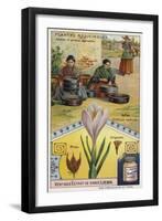 Saffron: Harvesting and Roasting of Crocus Stigmas-null-Framed Giclee Print