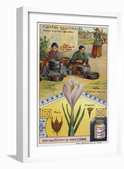 Saffron: Harvesting and Roasting of Crocus Stigmas-null-Framed Giclee Print