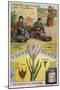 Saffron: Harvesting and Roasting of Crocus Stigmas-null-Mounted Giclee Print