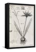 Saffron Plant, 18th Century-Middle Temple Library-Framed Stretched Canvas