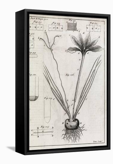 Saffron Plant, 18th Century-Middle Temple Library-Framed Stretched Canvas