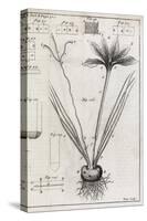 Saffron Plant, 18th Century-Middle Temple Library-Stretched Canvas