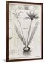 Saffron Plant, 18th Century-Middle Temple Library-Framed Photographic Print