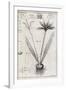 Saffron Plant, 18th Century-Middle Temple Library-Framed Photographic Print