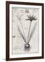 Saffron Plant, 18th Century-Middle Temple Library-Framed Photographic Print