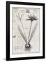 Saffron Plant, 18th Century-Middle Temple Library-Framed Photographic Print