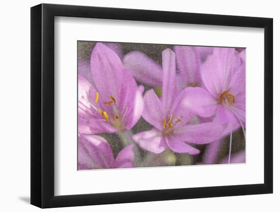 Safran-Viviane Fedieu Danielle-Framed Photographic Print