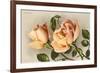 Safrano Roses-null-Framed Premium Giclee Print