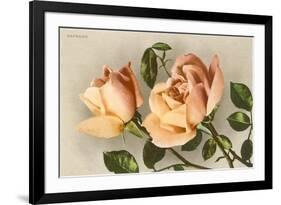 Safrano Roses-null-Framed Premium Giclee Print