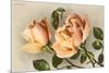 Safrano Roses-null-Mounted Premium Giclee Print