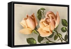 Safrano Roses-null-Framed Stretched Canvas