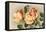 Safrano Roses-null-Framed Stretched Canvas