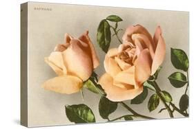 Safrano Roses-null-Stretched Canvas