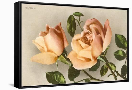 Safrano Roses-null-Framed Stretched Canvas