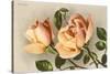 Safrano Roses-null-Stretched Canvas