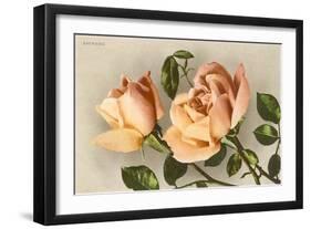 Safrano Roses-null-Framed Art Print