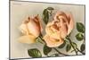 Safrano Roses-null-Mounted Art Print