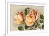 Safrano Roses-null-Framed Art Print