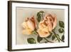 Safrano Roses-null-Framed Art Print