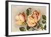 Safrano Roses-null-Framed Art Print