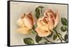 Safrano Roses-null-Framed Stretched Canvas