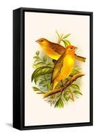 Safron Finch or Brazilian Bunting or Brazilian Canary-F.w. Frohawk-Framed Stretched Canvas
