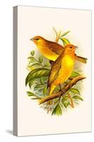 Safron Finch or Brazilian Bunting or Brazilian Canary-F.w. Frohawk-Stretched Canvas