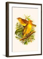 Safron Finch or Brazilian Bunting or Brazilian Canary-F.w. Frohawk-Framed Art Print