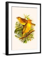 Safron Finch or Brazilian Bunting or Brazilian Canary-F.w. Frohawk-Framed Art Print