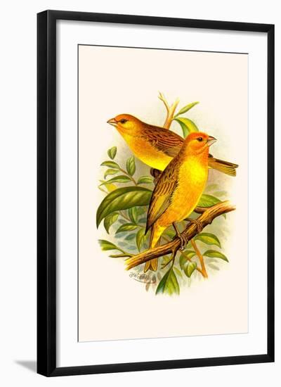 Safron Finch or Brazilian Bunting or Brazilian Canary-F.w. Frohawk-Framed Art Print