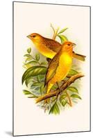 Safron Finch or Brazilian Bunting or Brazilian Canary-F.w. Frohawk-Mounted Art Print