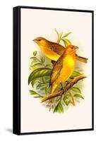 Safron Finch or Brazilian Bunting or Brazilian Canary-F.w. Frohawk-Framed Stretched Canvas