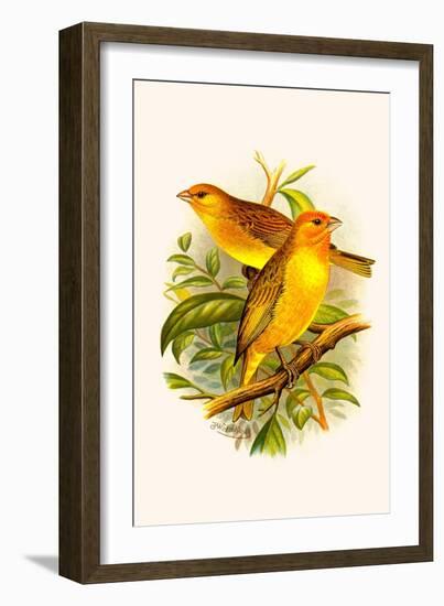 Safron Finch or Brazilian Bunting or Brazilian Canary-F.w. Frohawk-Framed Art Print