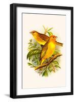 Safron Finch or Brazilian Bunting or Brazilian Canary-F.w. Frohawk-Framed Art Print