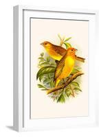 Safron Finch or Brazilian Bunting or Brazilian Canary-F.w. Frohawk-Framed Art Print