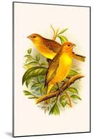 Safron Finch or Brazilian Bunting or Brazilian Canary-F.w. Frohawk-Mounted Art Print