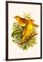 Safron Finch or Brazilian Bunting or Brazilian Canary-F.w. Frohawk-Framed Art Print