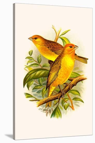Safron Finch or Brazilian Bunting or Brazilian Canary-F.w. Frohawk-Stretched Canvas